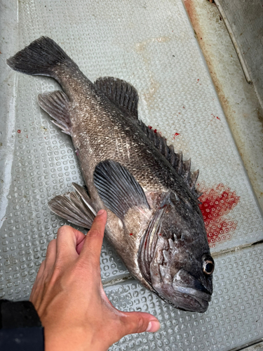 クロソイの釣果