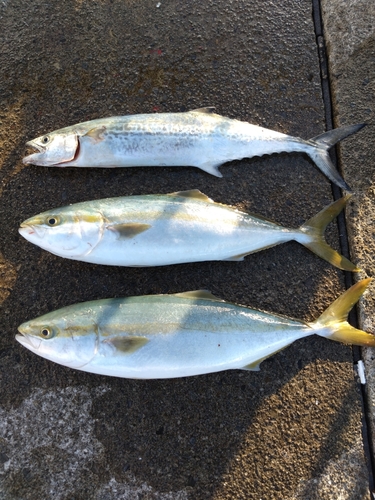 ハマチの釣果