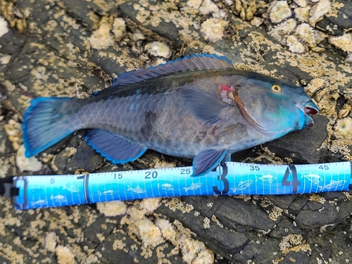 アオブダイの釣果