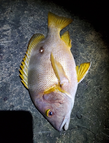 シブダイの釣果