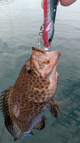 オオモンハタの釣果