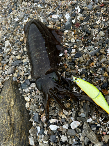 アオリイカの釣果