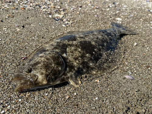 ヒラメの釣果