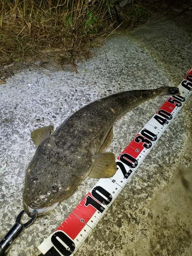 マゴチの釣果