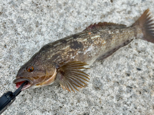 アイナメの釣果