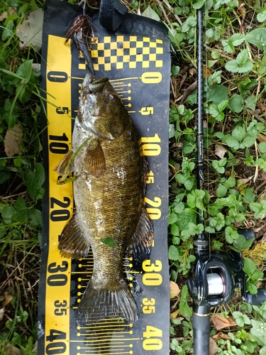 スモールマウスバスの釣果