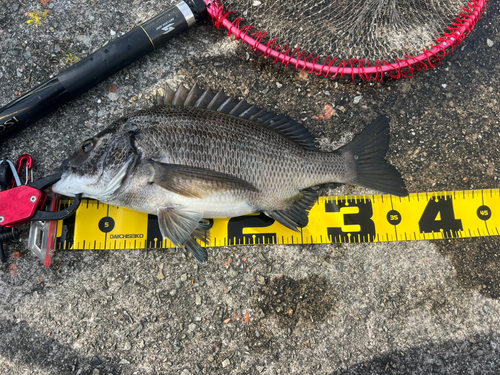 チヌの釣果