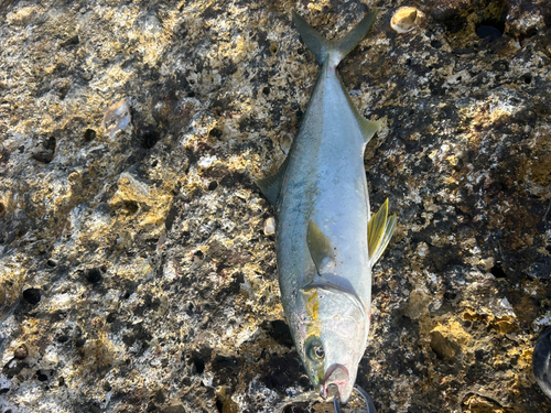 ヒラマサの釣果