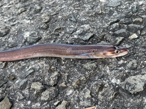 アナゴの釣果