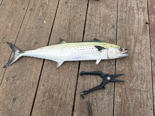 サゴシの釣果