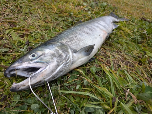 シロザケの釣果