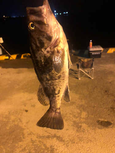 クロソイの釣果