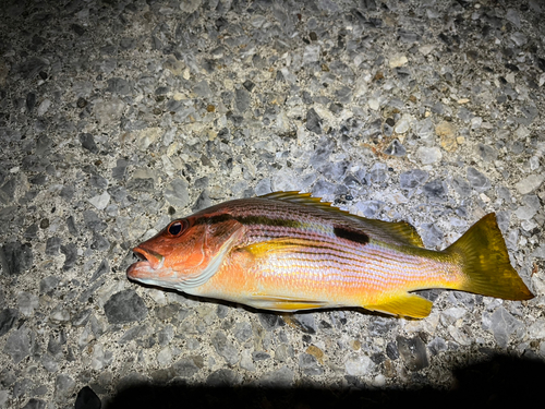 ヨコスジフエダイの釣果