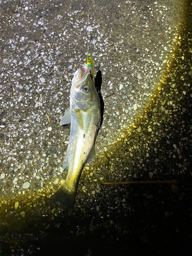 シーバスの釣果