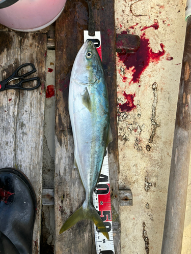 イナダの釣果