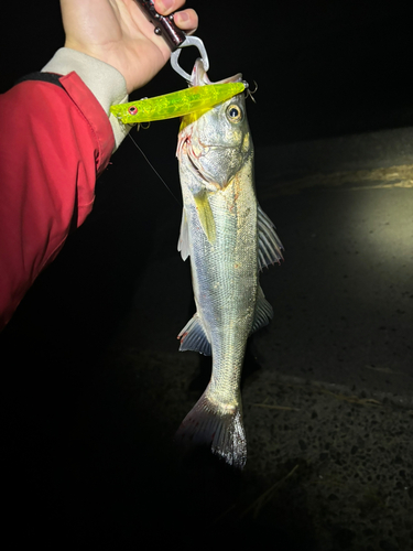 シーバスの釣果