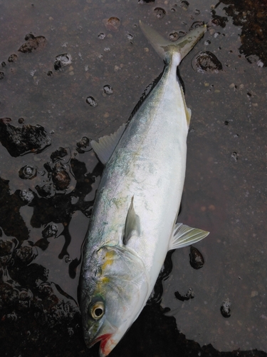 ツバスの釣果