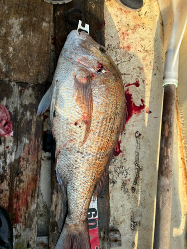 タイの釣果