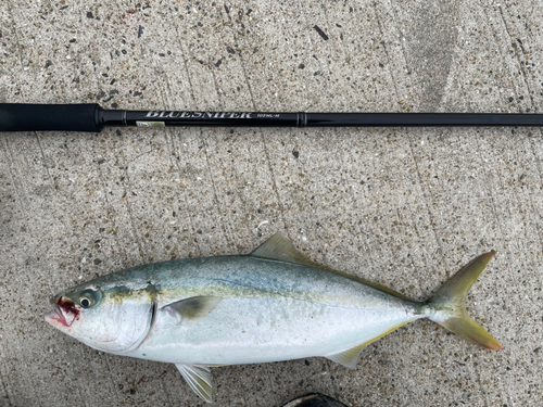 ヤズの釣果