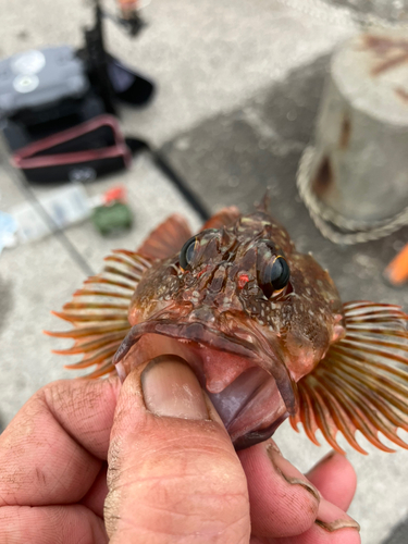 カサゴの釣果