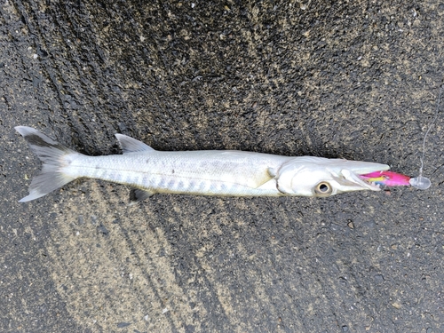 オニカマスの釣果