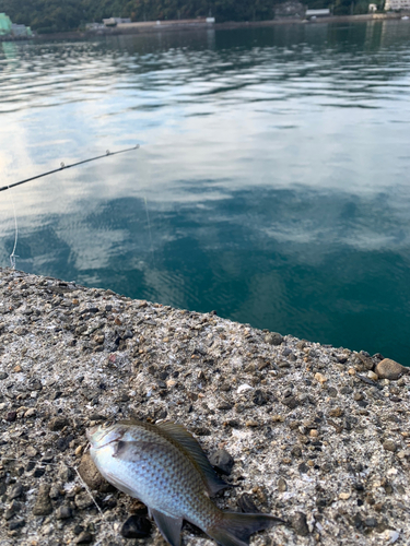 スズメダイの釣果