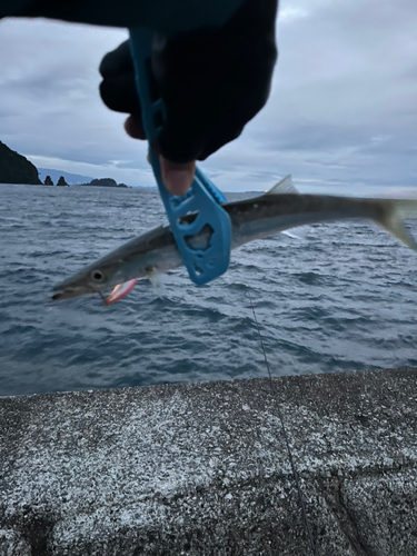 カマスの釣果