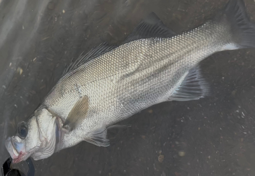 ヒラスズキの釣果