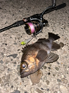 シロメバルの釣果