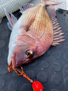 マダイの釣果