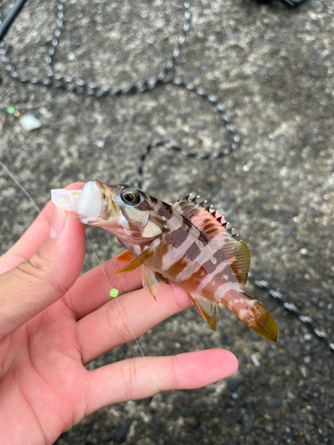 アカハタの釣果