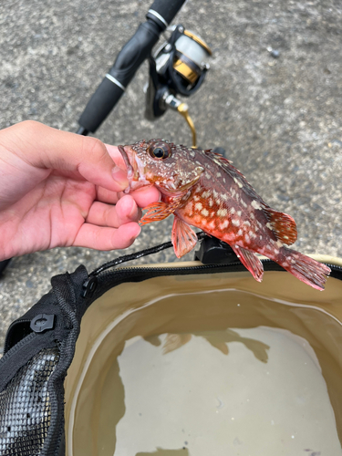 カサゴの釣果