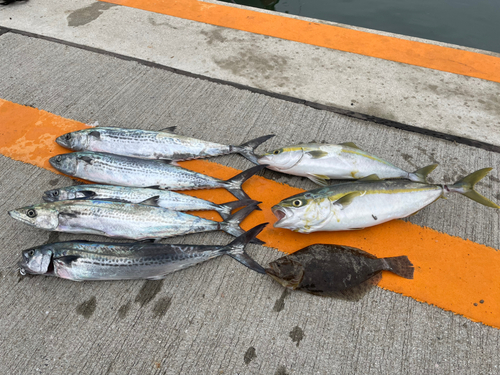 サゴシの釣果