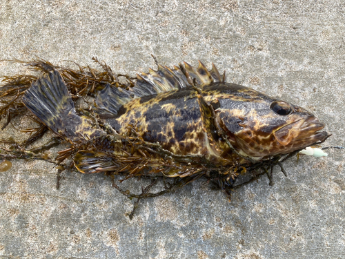 タケノコメバルの釣果