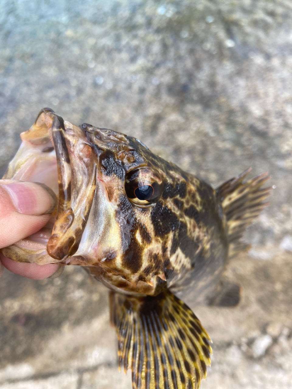 タケノコメバル