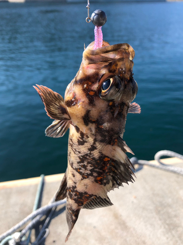 オウゴンムラソイの釣果