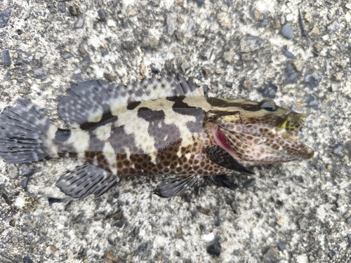 マダラハタの釣果