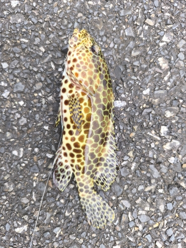 カンモンハタの釣果