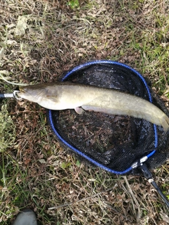 ナマズの釣果