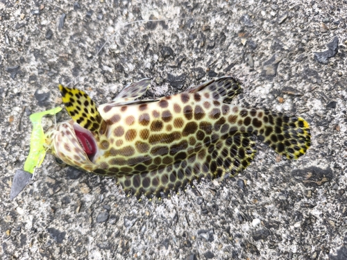 カンモンハタの釣果