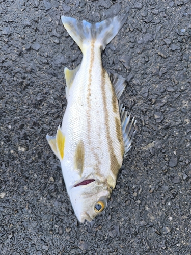 コトヒキの釣果