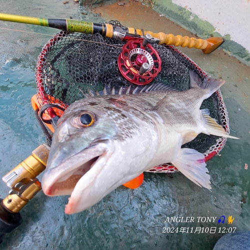 キビレの釣果