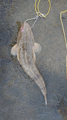 マゴチの釣果