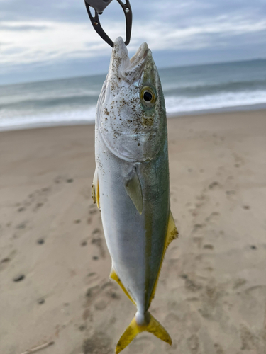 ハマチの釣果