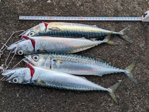 サバの釣果