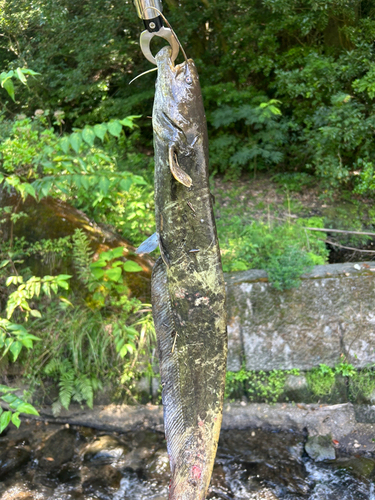 ナマズの釣果