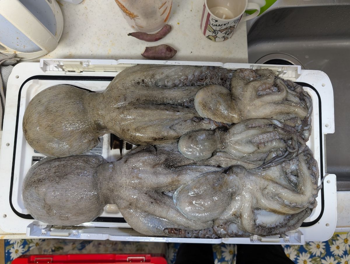 にゃぎだもさんの釣果 3枚目の画像