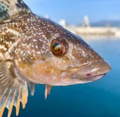 アイナメの釣果