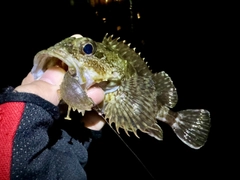 ガシラの釣果