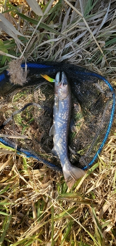 アメマスの釣果